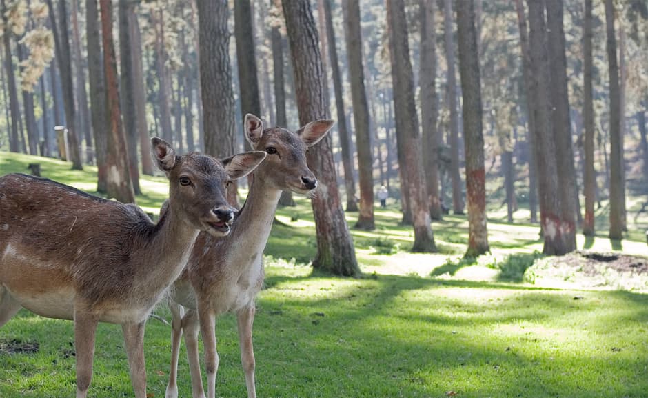 Hechos sorprendentes e inusuales sobre los animales