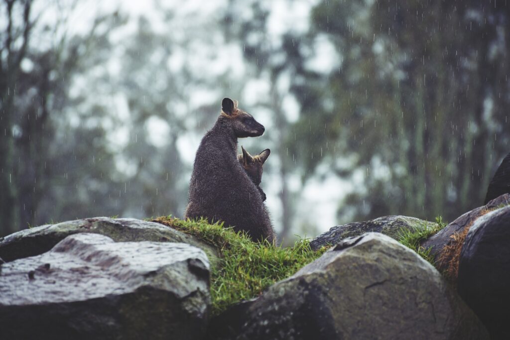 Animales raros y asombrosos de Australia